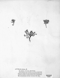 Clavaria setacea image